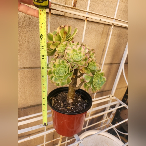 Aeonium Florecens Variegated | Tree Bonsi Cluster 6" Pot - Picture 9 of 13